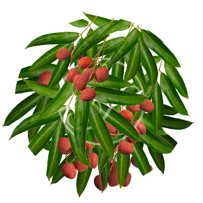 Trái Vải