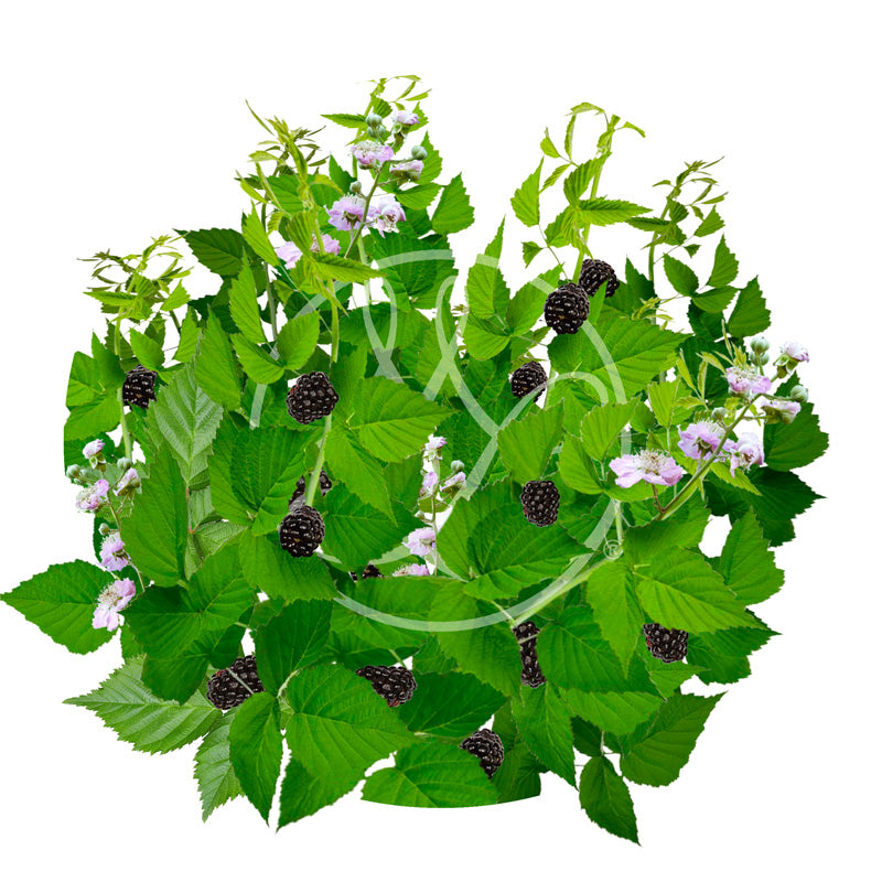 Trái Mâm Xôi