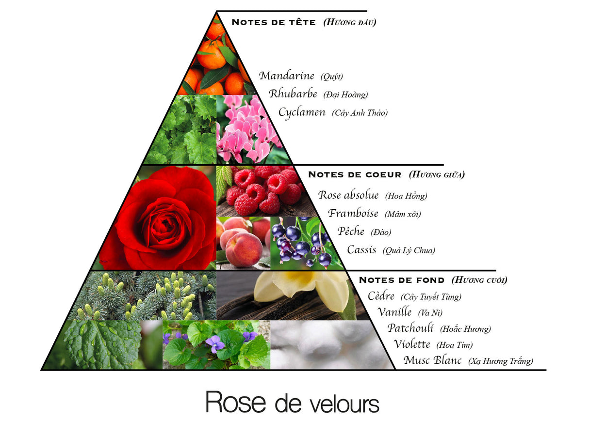Rose de velours