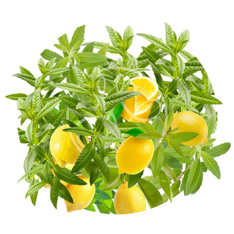 Citron-Verveine