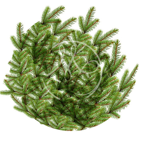 Sapin