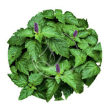 Patchouli
