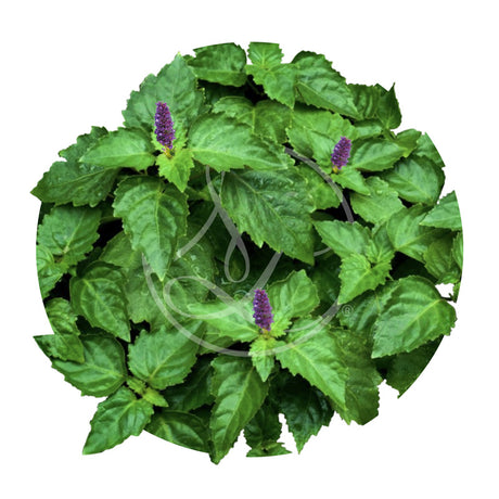 Patchouli