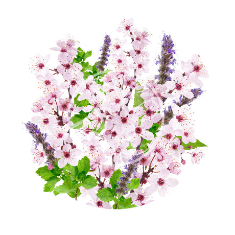 Cerise-Patchouli