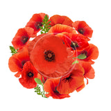 Coquelicot