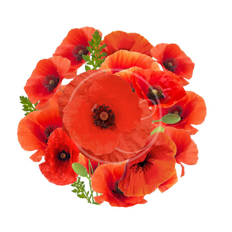 Coquelicot