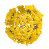 Immortelle