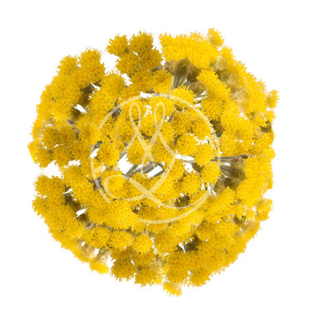 Immortelle