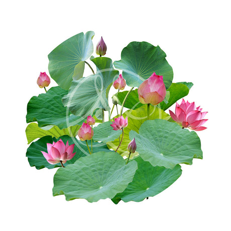 Lotus