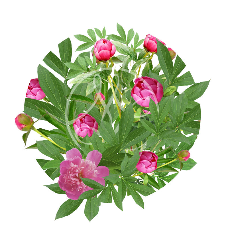 Pivoine