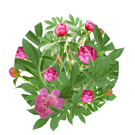 Pivoine