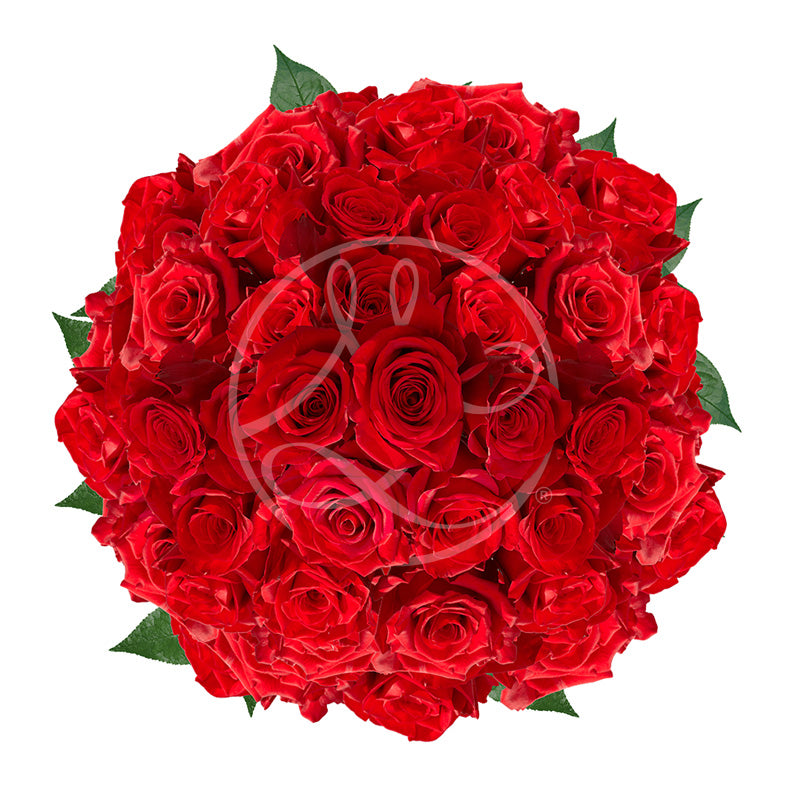 Rose Rouge