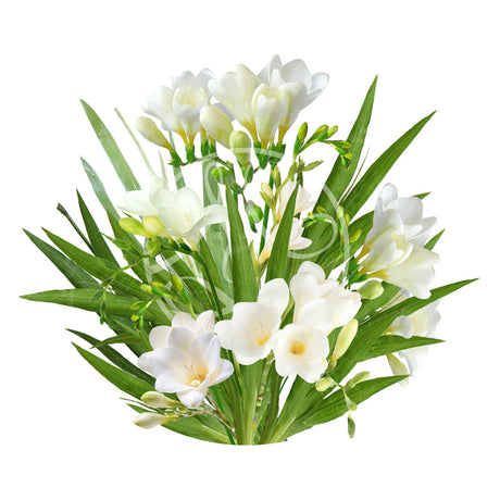 Freesia