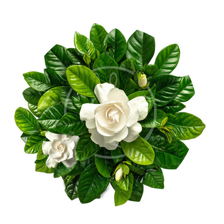 Gardenia