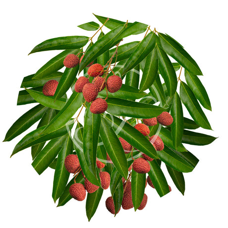 Lychee