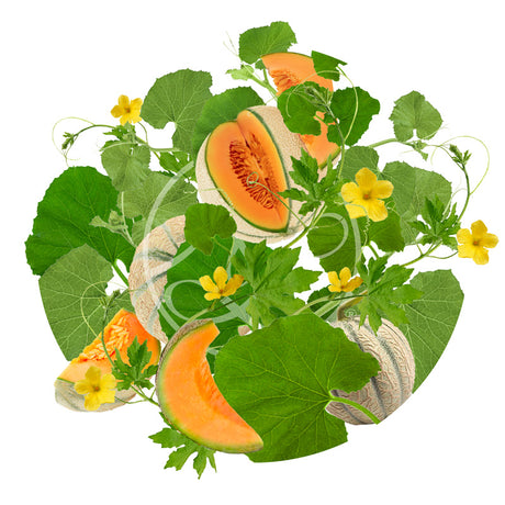 Melon