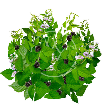Mûre