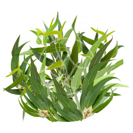 Eucalyptus