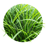 Vetiver