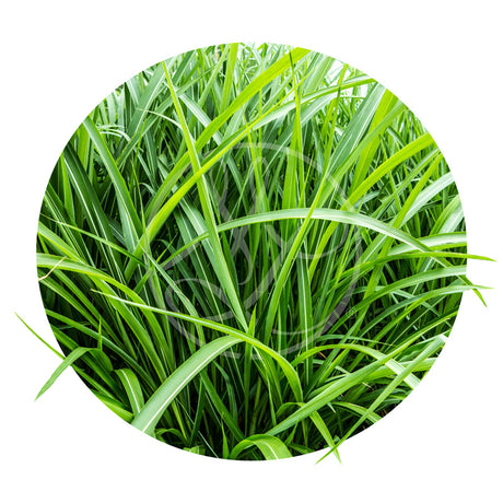 Vetiver