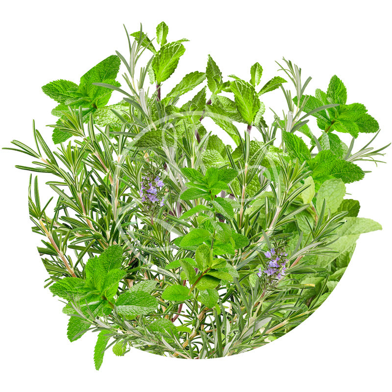 Menthe-Romarin