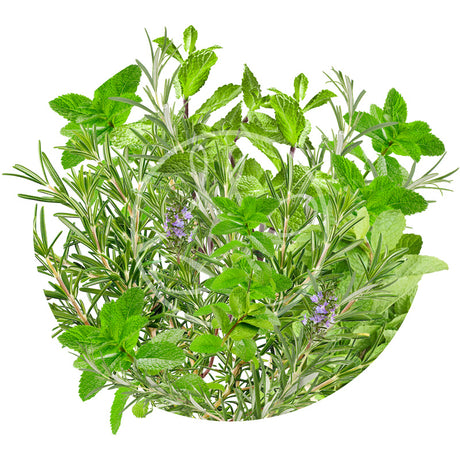 Menthe-Romarin